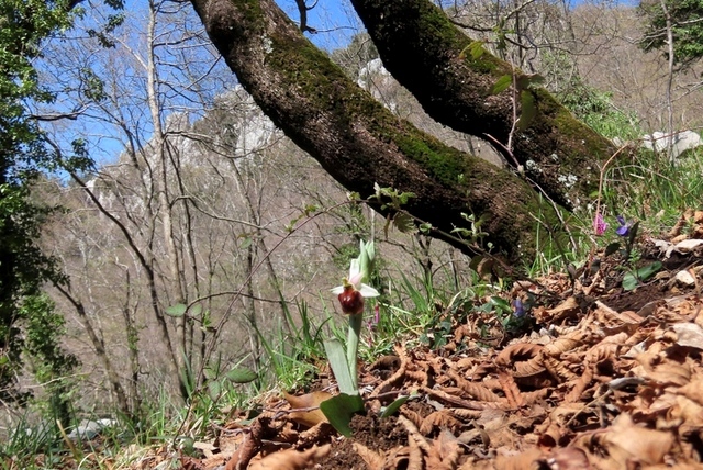 Ophrys crabronifera & Ophrys holosericea sp. � Monti Lucretili  (Roma).